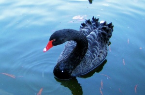 Swiss black swan