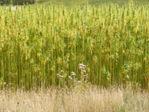 Seed CX launches hemp as all new exchange-traded commodity