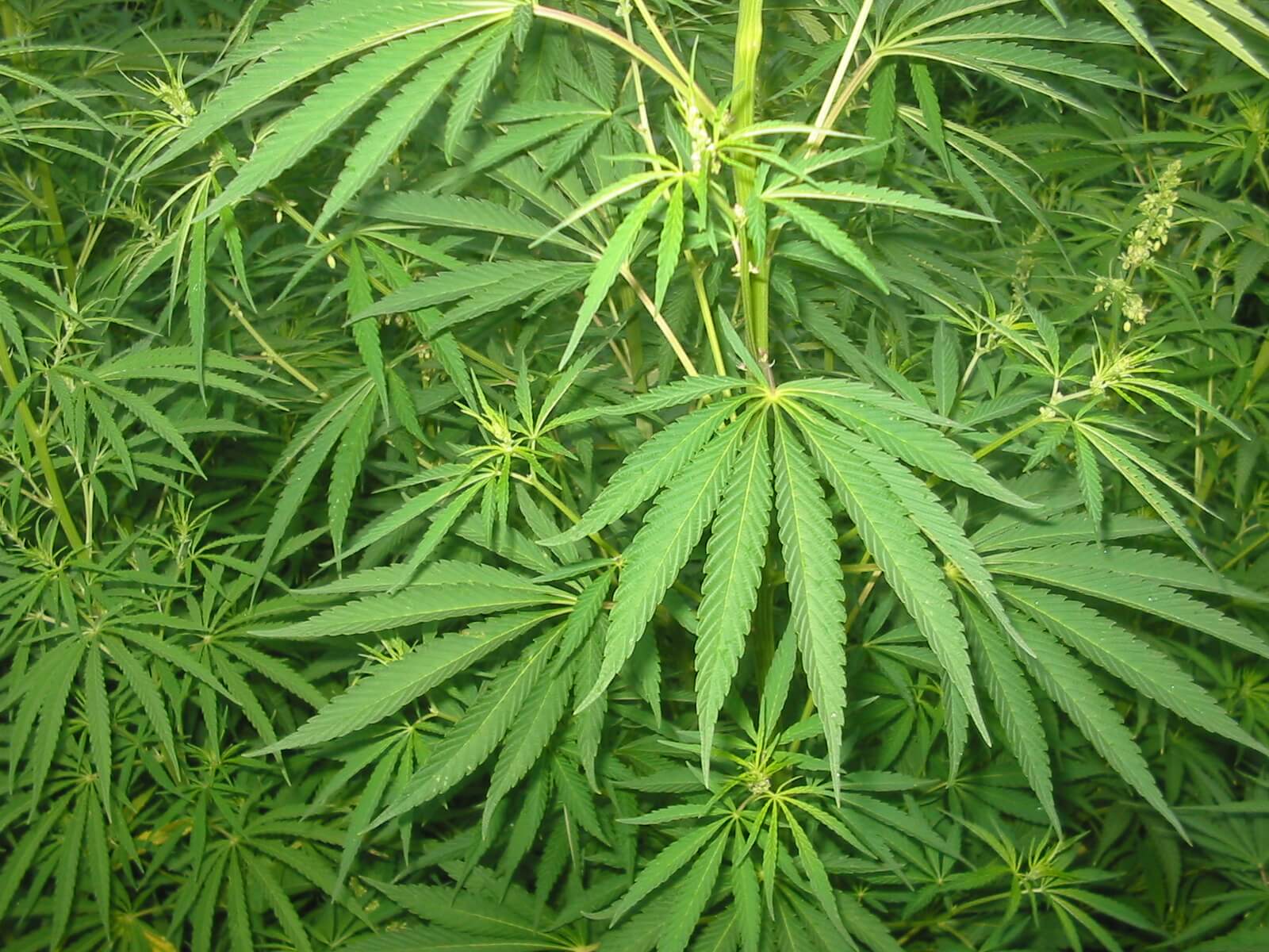 Cannabis Firm Flora Wins $401M Deal at $3B Valuation for 0G