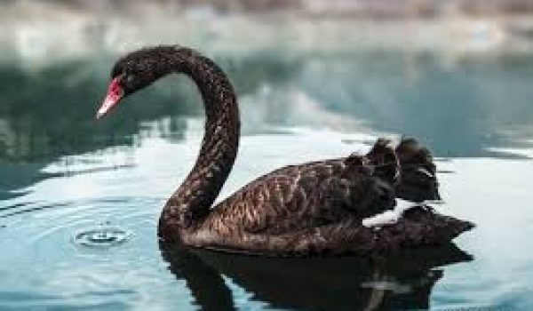 Swiss black swan